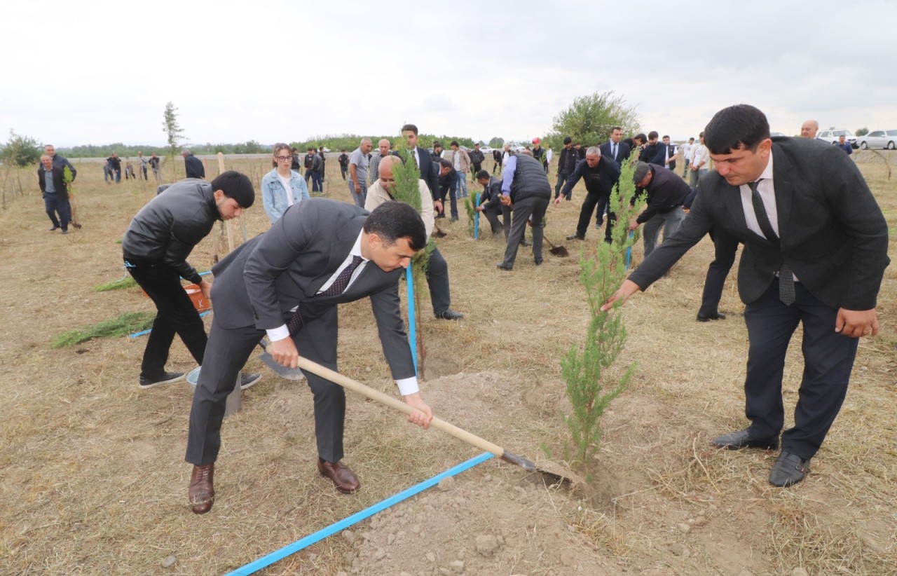 Qazaxda ağacəkmə aksiyası keçirildi - FOTOLAR